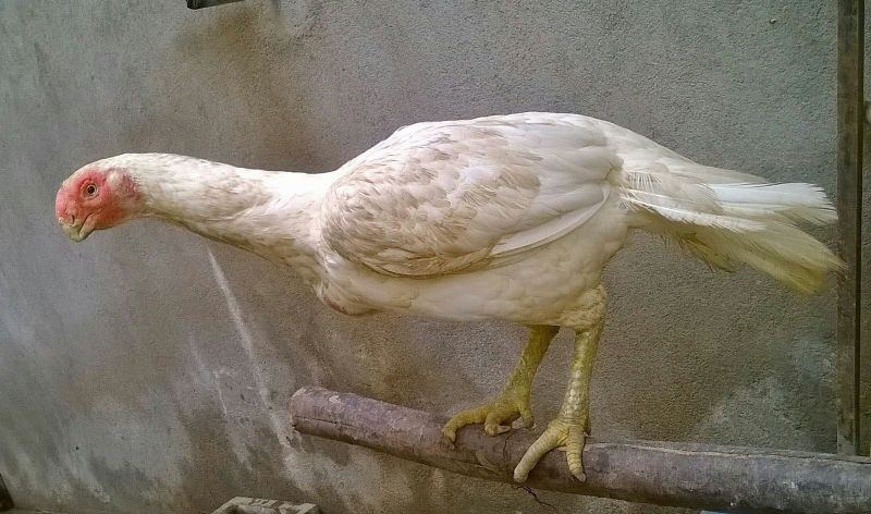 Phân Loại Và Các Dòng Gà Asil Nổi Tiếng
